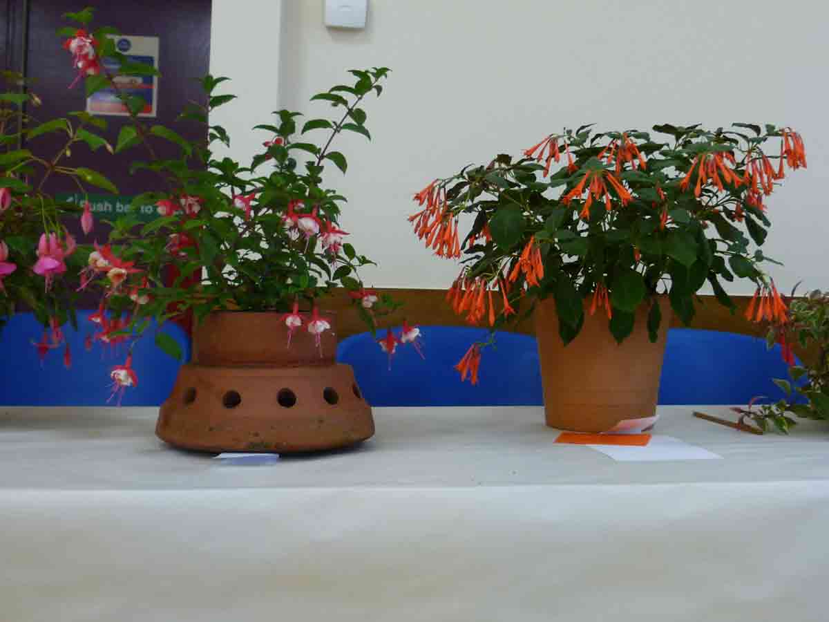 some of the pot plant entries